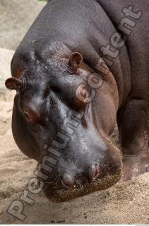 Hippo 0035